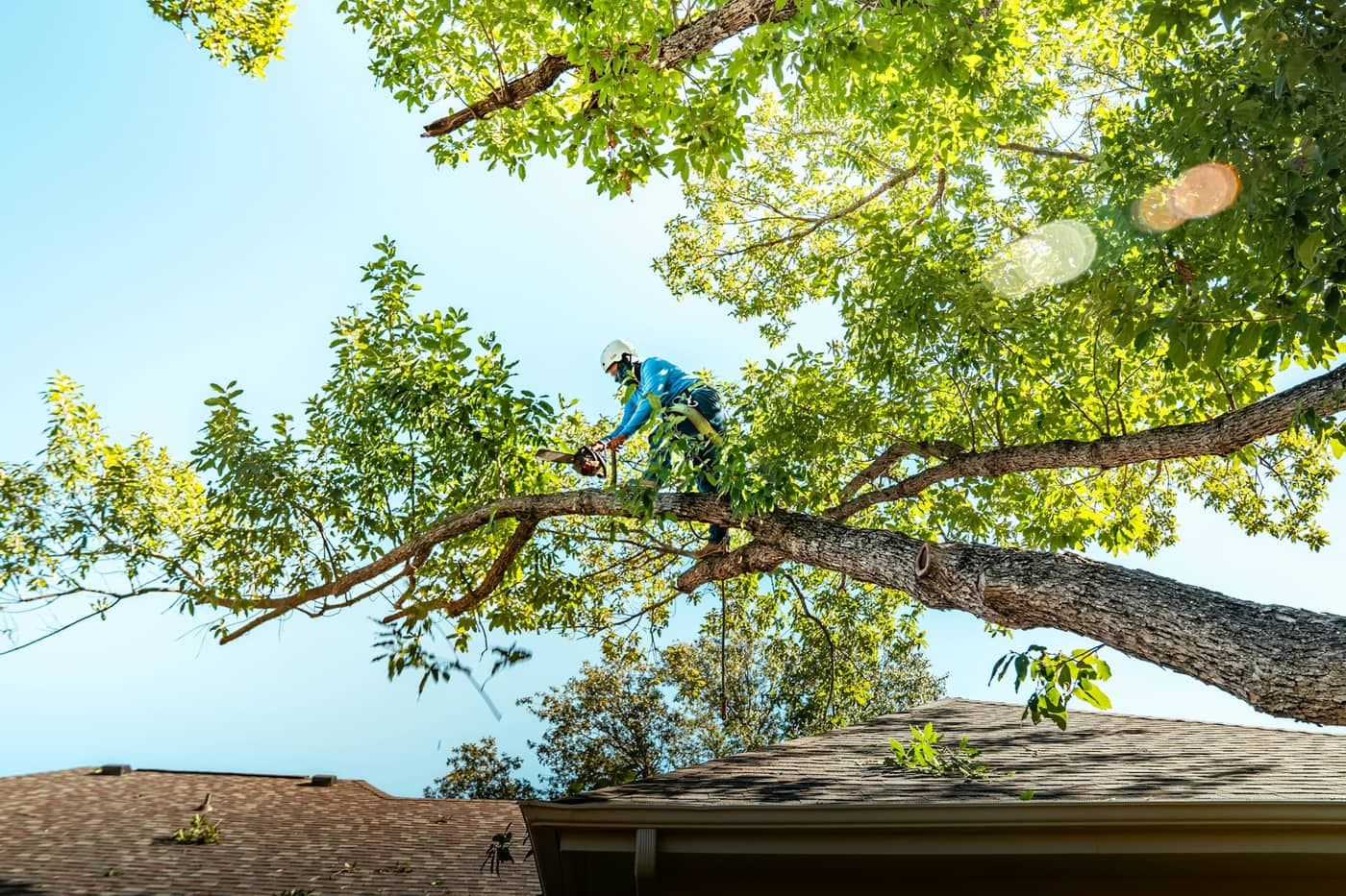 Tlc Stump Grinding & Tree Services